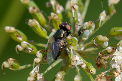 Physiphora alceae