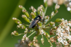 Physiphora alceae