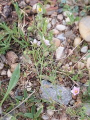 Rhodalsine geniculata