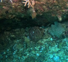 Spondylus limbatus