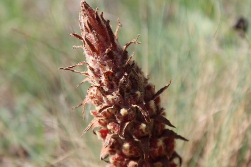 Image of Orobanche anatolica by (c) Edmundas Greimas, some rights reserved (CC BY)