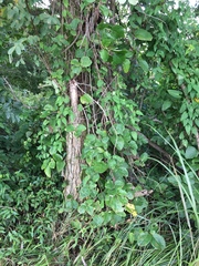 Akebia trifoliata