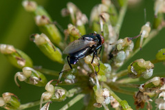 Physiphora alceae