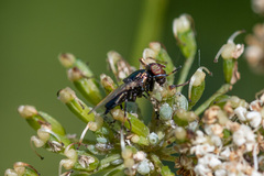 Physiphora alceae