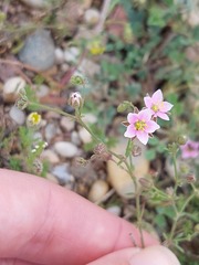 Rhodalsine geniculata