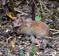 Clethrionomys gapperi