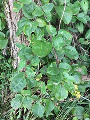 Akebia trifoliata