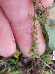 Rhodalsine geniculata