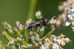 Physiphora alceae