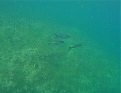 Caranx caballus