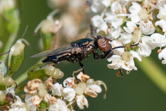 Physiphora alceae