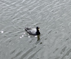 Fulica ardesiaca