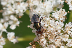 Physiphora alceae