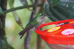 Urosticte ruficrissa