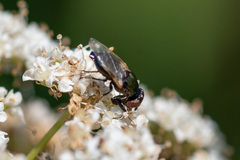 Physiphora alceae