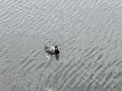 Fulica ardesiaca