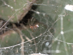Argyrodes argyrodes