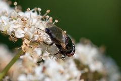 Physiphora alceae