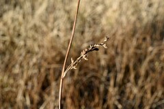 Juncus balticus