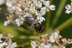 Physiphora alceae