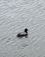 Fulica ardesiaca