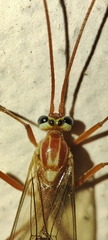 Ophion obscuratus