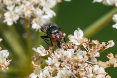 Physiphora alceae