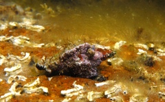 Pterochelus triformis