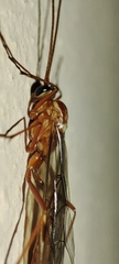 Ophion obscuratus