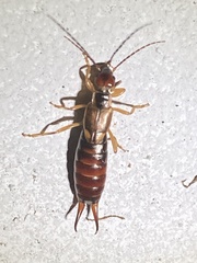 Forficula auricularia