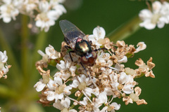 Physiphora alceae