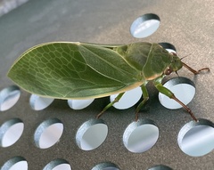 Cystosoma saundersii