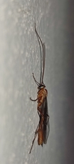 Ophion obscuratus