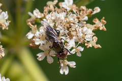 Physiphora alceae
