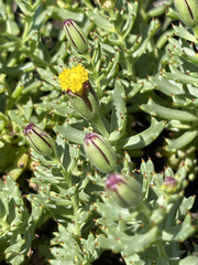 Bajacalia tridentata