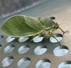 Cystosoma saundersii