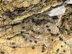 Littorininae
