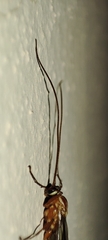Ophion obscuratus