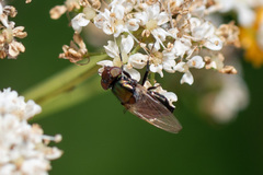 Physiphora alceae