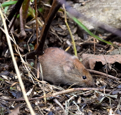 Clethrionomys gapperi