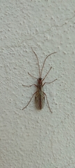 Ophion obscuratus