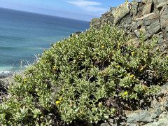 Bajacalia tridentata