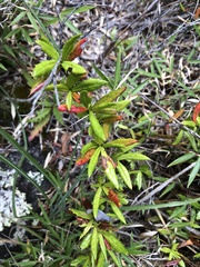 Berberis nantoensis