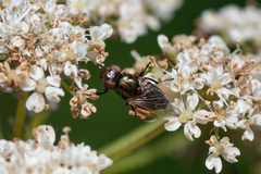 Physiphora alceae