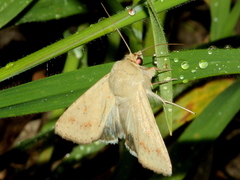 Helicoverpa punctigera