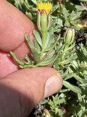 Bajacalia tridentata