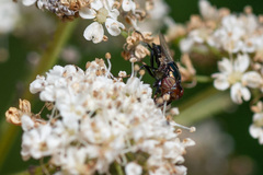 Physiphora alceae