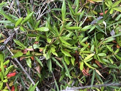 Berberis nantoensis