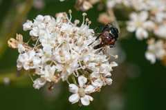 Physiphora alceae