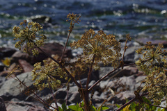 Angelica archangelica